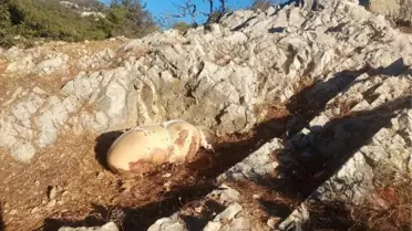 BODRUM'DA ÇARŞAFA SARILI ÖLÜ KÖPEK BULUNDU