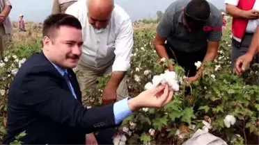 HASSA'DA PAMUK HASADI SÜRÜYOR