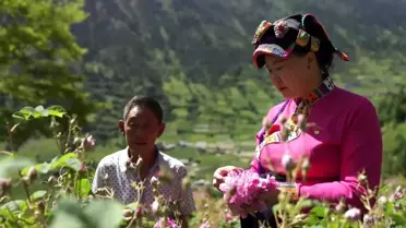 Çin'in Güneybatısında Gül Ekimi Hayatı Güllük Gülistanlık Yapıyor