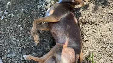 Mersin haberi | Mersin'de köpek ve kedilerin zehirlendiği iddiasına inceleme