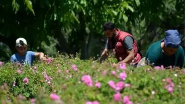 Isparta ekonomi haberleri | Isparta'da gül çiçeği taban fiyatı 22 lira olarak açıklandı