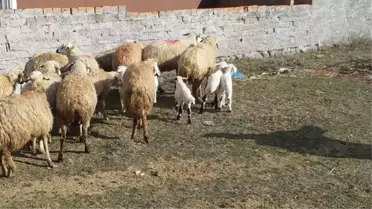 Bursa'da köpekler, koyun sürüsüne saldırdı! 41 hayvan öldü