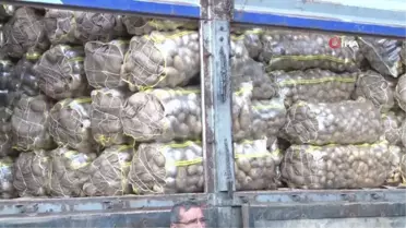 İstanbul'daki hallerde patates ve soğan bolluğu