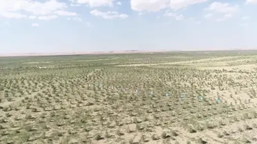 Çin'in Kuzeyinde Çölün Kenarında Bulunan Yeşil Kuşak, Çiftçilere ve Çobanlara Fayda Sağlıyor