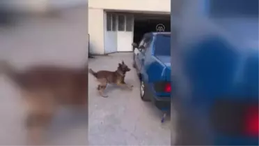 BALIKESİR - Uyuşturucu operasyonunda bir şüpheli yakalandı