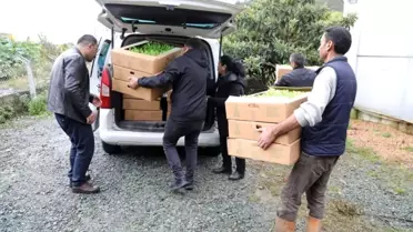 Ordu'da üreticilere 350 bin fide dağıtıldı
