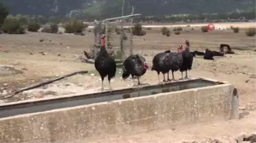 Çekirge ile mücadele için salınan hindiler turistlerin ilgi odağı oldu