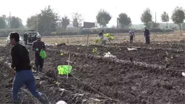 Sakarya'nın fındığında verim tek gövdeli ağaç sistemiyle artırılacak