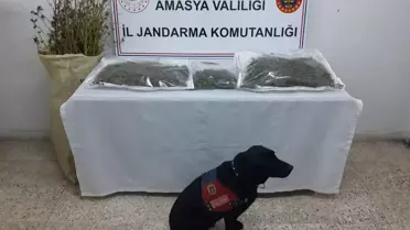 Amasya'da uyuşturucu operasyonunda yakalanan zanlı tutuklandı
