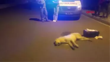 BODRUM'DA ÖLEN 3 KÖPEĞİN ZEHİRLENDİĞİ İDDİASIYLA SAVCILIK SORUŞTURMA BAŞLATTI