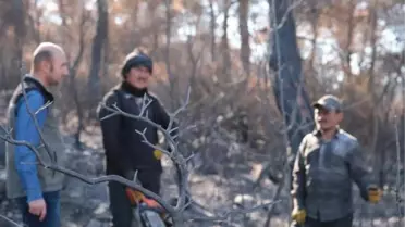 Soma'da yanan ormanlar için 100 bin fidan dikilecek