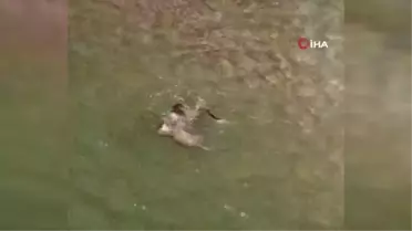Koruma altındaki su samurlarının dans ve yüzme keyfi