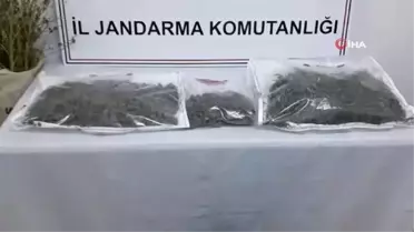 Amasya'da 4 kilo kubar esrar ve 20 kök kenevir bitkisi ele geçirildi