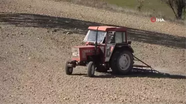 Türkiye'nin en ucuz ekmeği artık bu tarladan çıkacak