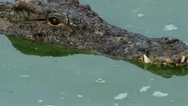 Kosta Rika'da korkunç olay! Nehirdeki timsah, yakaladığı çocuğu anne ve babasının önünde yutarak suyun altına indi