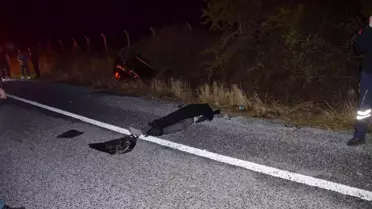 Didim'de trafik kazası: 2 ölü