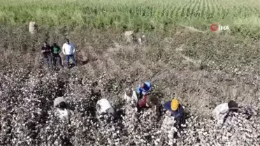 (ŞIRNAK - DRON)Terörün yerini huzura bıraktığı Cudi Dağı etekleri pamuk tarlalarına dönüştü