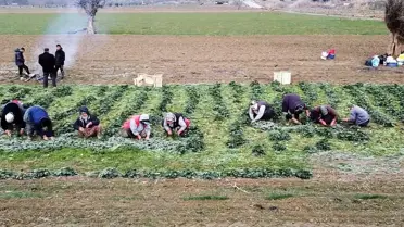 Bilecik'te ıspanak günlük 200 işçiye geçim kapısı oluyor