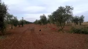 Roketin düştüğü zeytinlik zarar gördü