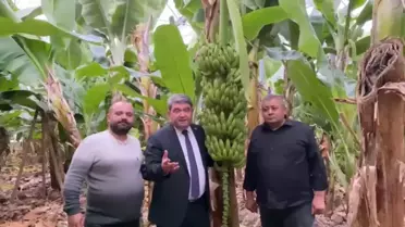Cengiz Gökçel'in Ziyaret Ettiği Muz Üreticisi: '9 Lira Civarında Olan Muzu, 9 Liraya Satamıyoruz'