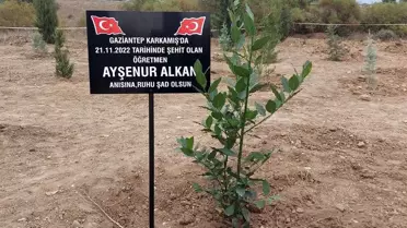 Şehit öğretmen Ayşenur Alkan adına fidan dikildi