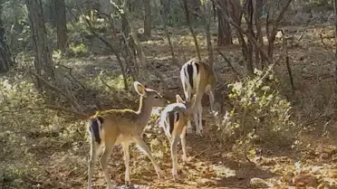 Antalya ormanlarındaki alageyikler fotokapana yansıdı