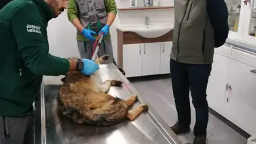Sakarya'da yaralı halde bulunan tilki tedavi altına alındı