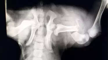 'Uyutulması gerekiyor' denilen sokak köpeği Patilik'te iyileşti