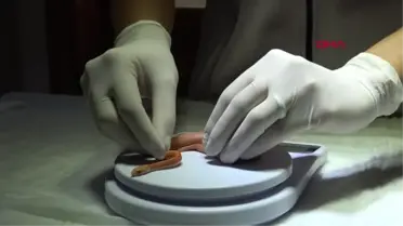 El koyulan albino piton yeni yuvasında