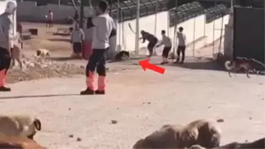 Konya'da başına kürekle vurulan köpeğin yaşadığı iddiası yanlış
