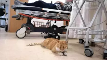 Üşüyen kedi geceyi hastanenin acilinde geçirdi