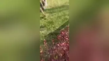 Bilecik'te Kedileri Toplayıp Çuvallara Koydular