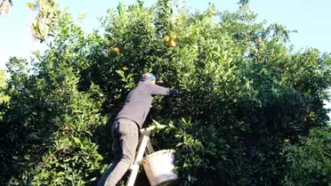 Mersin'de portakalda hasat başladı
