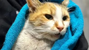 Vezneciler kedisine köpek saldırtarak öldürdüğü iddia edilen şahıs hakkında suç duyurusu