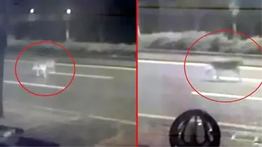 Ankara'da 'aslan' paniği yaşandı! Gerçek bambaşka çıktı
