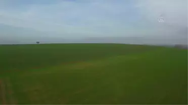 Trakya'da son yağışlarla ilk gelişimini tamamlayan buğday, kışa dayanıklı giriyor