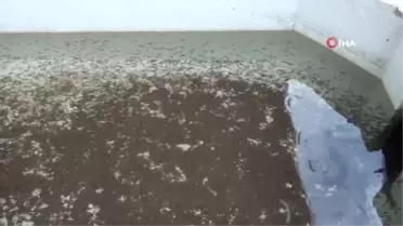 Antalya'da Alabalık üretimi için sağım işlemi başladı