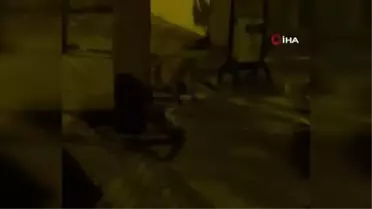 Şehir merkezine inen tilki kediye kovalarken böyle görüntülendi