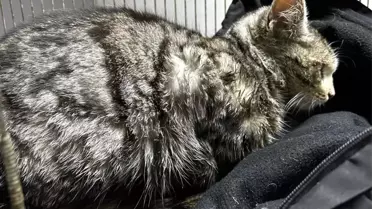 Hasta kedi Akşehir Belediyesi tarafından iyileştirildi