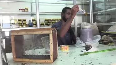 Sudan'da alternatif tıp yöntemi olarak 'Arı sokmasıyla' tedavi