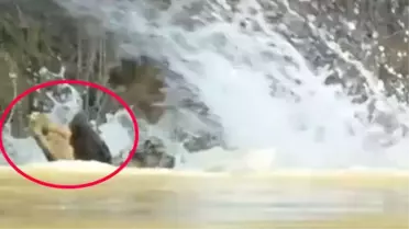 İzlenme rekoru kıran video! Timsahlar telaş içerisinde kaçacak yer aradı