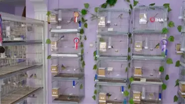 Dünyaca ünlü rengarenk egzotik kuşlar Erzincan'da yetiştiriliyor