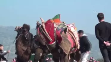 Bayındır'da deve güreşi şenliği düzenlendi