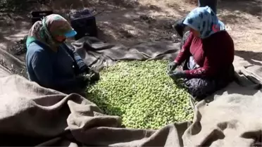 Zeytinde hasat sona erdi, üreticisinin yüzü güldü