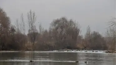 DİCLE NEHRİ'NDE 3 BALIK TÜRÜ TEHLİKEDE