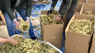 Karacasu'da tütünler paketlenmeye başladı, üreticiyi para kazanamama telaşı sardı