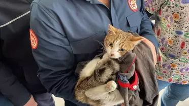 Bodrum'da itfaiyeciler kurtarıldıktan sonra bacağı kesilen kediyi sahiplendi