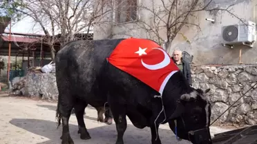 200 bin liraya satıldı, 933,5 kilo karkas et çıktı
