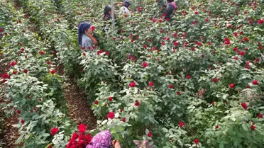 Türkiye'nin kış gülü Mersin'den...Üreticiler şimdi de ihracata hazırlanıyor