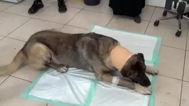 Yılan sokması sonucu kafasında tümör oluşan köpek yaşam mücadelesi veriyor
